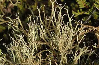 Gevorkt heidestaartje met takvormige podetiën