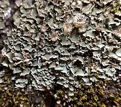 Primair thallus met ook enkele podetiën van duinbekermos