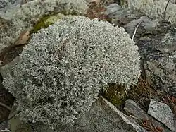 Echt rendiermos (Cladonia rangiferina)