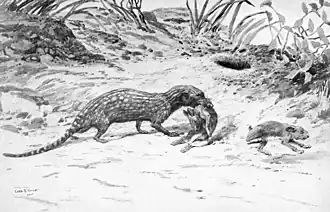 Cladosictis en Pachyrukhos