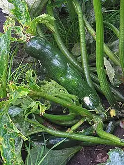 Courgettegeelmozaïekvirus
