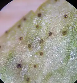 Spermogonia gehyperparisiteerd door Cladosporium uredinicola