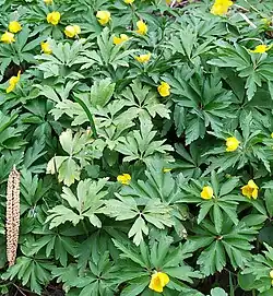 Aangetaste planten van gele anemoon