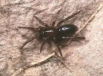 Cladothela parva