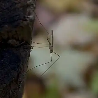 Cladura flavoferruginea