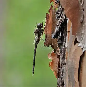 Somatochlora tenebrosa