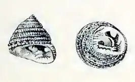 Clanculus clanguloides