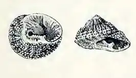 Clanculus flagellatus