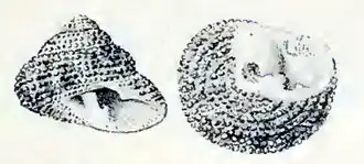 Clanculus floridus
