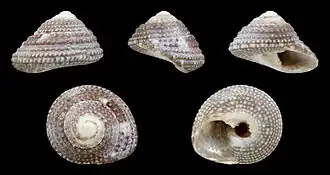 Clanculus guineensis