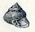 Clanculus largillierti