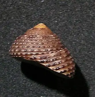 Clanculus maxillatus