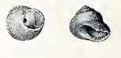 Clanculus microdon