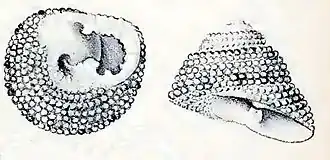 Clanculus personatus