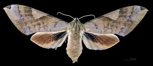 Clanis bilineata bilineata ♀