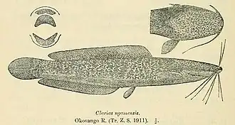 Clarias ngamensis