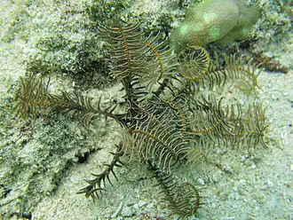 Clarkcomanthus albinotus