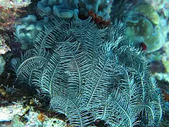 Clarkcomanthus mirabilis