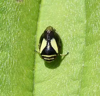 Clastoptera proteus