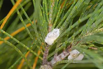 Clastoptera undulata