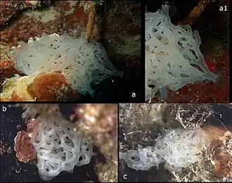 Clathrina sinusarabica