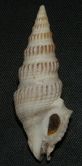Clathrodrillia gibbosa
