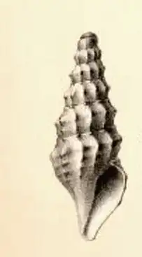 Clathrodrillia lophoessa