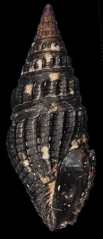 Clathrodrillia solida