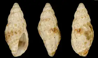 Clathromangelia fuscoligata