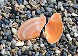 Clathrotellina carnicolor