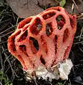 Clathrus ruber