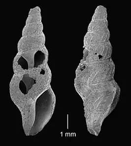 Clathurella extenuata
