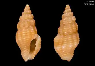 Clathurella leucostigmata