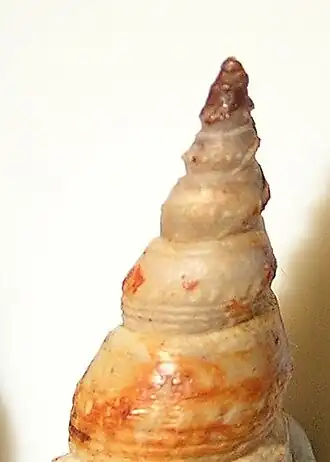 Clavatula flammulata