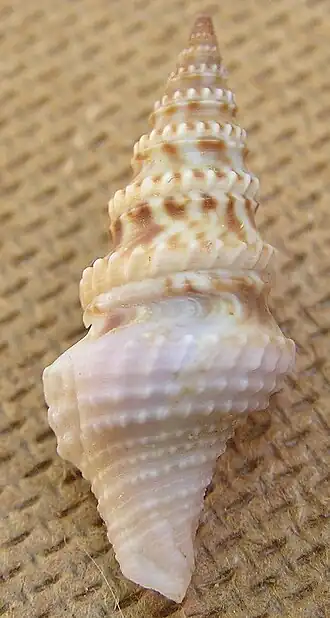 Clavatula lelieuri
