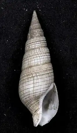 Clavatula milleti
