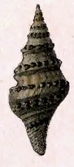 Clavatula virgineus