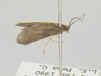 Clavichorema chiloeanum