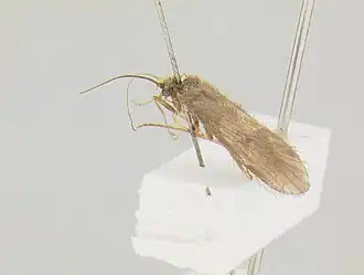 Clavichorema purgatorium