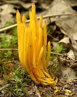 Clavulinopsis laeticolor