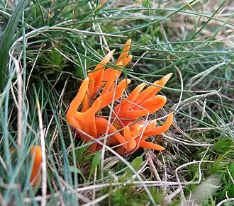 Verblekende knotszwam