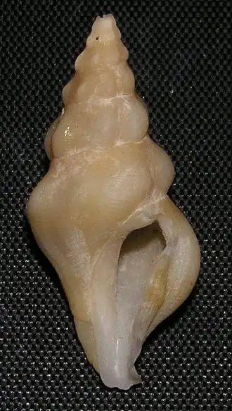 Clavus obliquicostatus