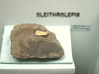 Cleithrolepis