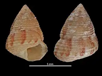 Clelandella artilesi