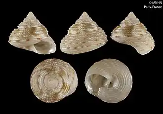 Clelandella perforata