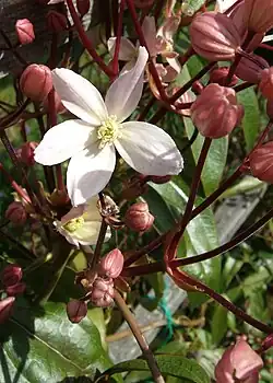 Clematis armandii 'Apple Blossom'