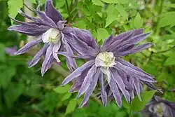 Clematis 'Blue Bird'