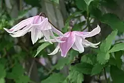 Clematis 'Propertius'