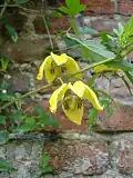 Clematis 'Bill Mackenzie'