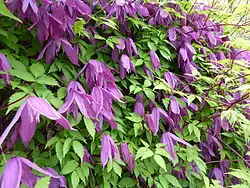 Clematis alpina 'Tage Lundell'